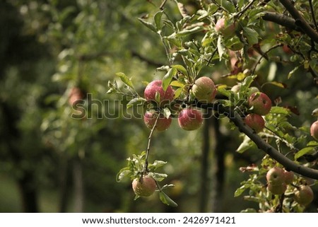 Nice pictures of juicy organic apples