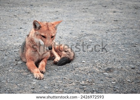 Beautiful red fox resting on the ground. Red fox from Argentine Patagonia. Red fox. Wild animal from Argentina