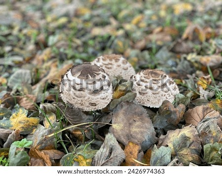 Nature picture of closeup mushroom 
