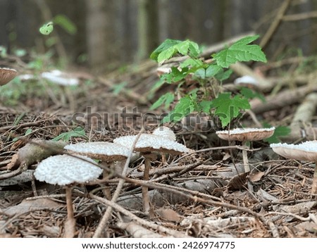 Closeup picture of mushroom in forest