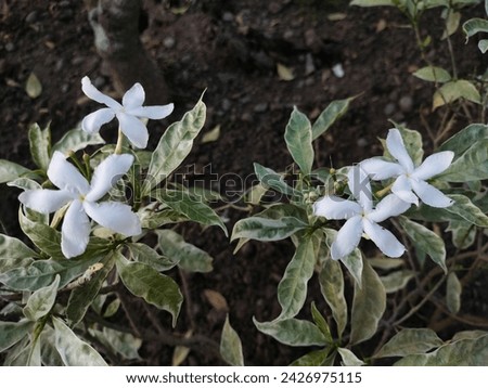 White Flowers Buds with Green Yellow Leaves planted at the black soil
