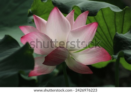 this picture is a beautiful lotus took it in the campus, only appears in summer