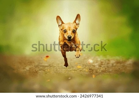 Portrait of a cute Miniature Pinscher dog running in the forest. Royalty-Free Stock Photo #2426977341