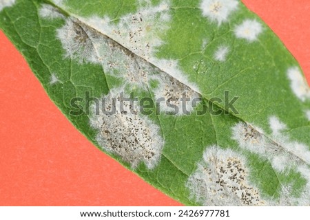 Cannabis mildew is a fungal disease that affects cannabis plants, typically appearing as white or gray powder on leaves, stems, and buds, potentially harming plant health and yield. Royalty-Free Stock Photo #2426977781