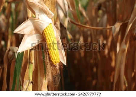 Pictures of corn almost ready to harvest