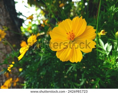 Beautiful Cosmos sulphureus (Yellow Cosmos) Flowers Bloom Wonderfully in the Garden