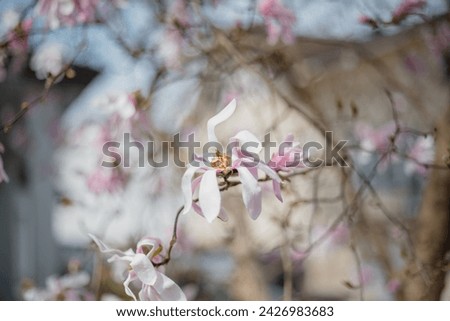Single Magnolia Bloom Flower in Spring