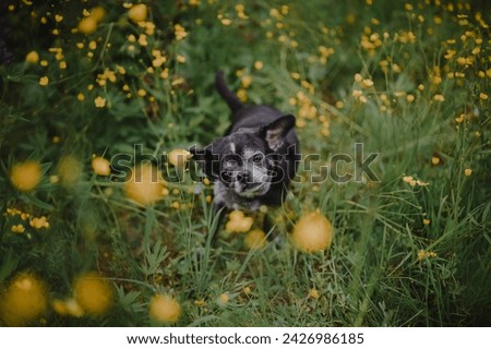 Funny chihuahua shakes off in a field with buttercups