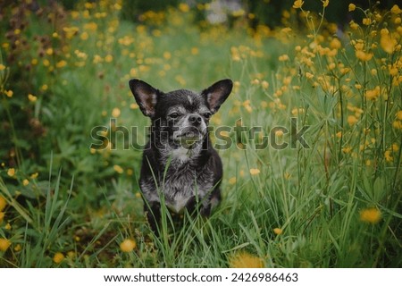 Funny chihuahua in a field with buttercups