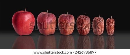 Life Cycle Biology and Aging Process as a new fresh ripe red apple decomposing and getting old and wrinkled as a biological maturation. Royalty-Free Stock Photo #2426986897