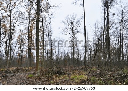 The nest of White-tailed Eagle
(Haliaeetus albicilla) affected by deforestation