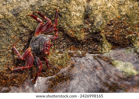 A dark red crab sitting on a rock