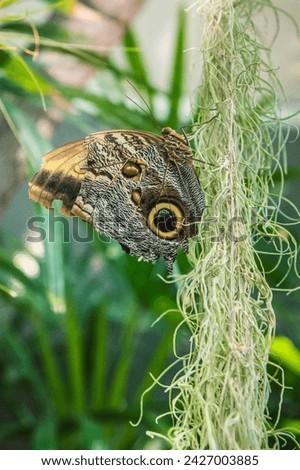 Owl Butterfly on soft green hanging moss