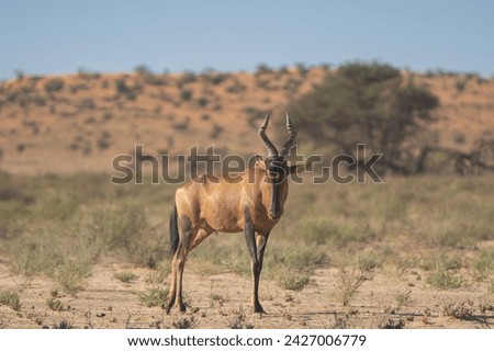 Red hartebeest, Cape hartebeest or Caama - Alcelaphus buselaphus caama with red dunes and blue sky in background. Photo from Kgalagadi Transfrontier Park in South Africa. Royalty-Free Stock Photo #2427006779