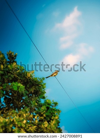 Bird on thread, nature and blue sky, photo at Praia da Pipa - Rio Grande do Norte, Brazil