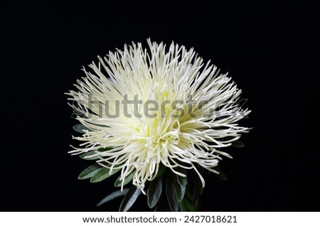 Beautiful white with yellow aster flower on dark moody black background, colorful composition for celebtarion design and concept, vertical macro banner
