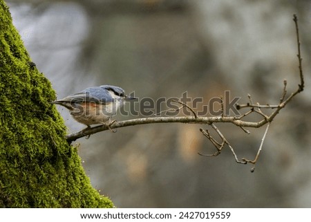 Cute bird nature background. Portrait of an eurasian nuthatch or wood nuthatch (Sitta europaea) standing on a branch. Colorful forest bird with isolated background. 