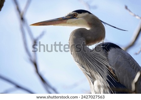                                Great Blue Heron perched overhead in a tree in the morning sunlight with blue skies providing the background at Jarvis Creek Park on Hilton Head Island.