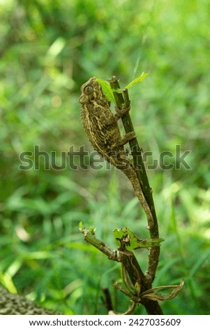Trioceros rudis chameleon in Uganda's forest. Coarse chameleon is hunting in the forest. Animals who change color of skin. Royalty-Free Stock Photo #2427035609