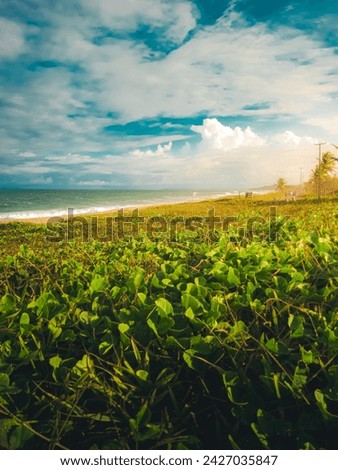 Sunflower field, green grass, summer weather,  sunny day, Relaxing day, Dramatic clouds, Blue sky, , photo at Praia da Pipa - Rio Grande do Norte, Brazil