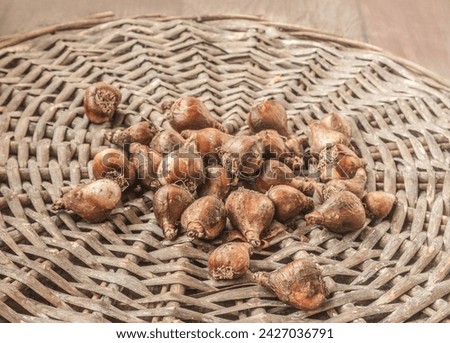 Snowdrop bulbs or Galanthus bulb  on a wooden table before planting in the garden Royalty-Free Stock Photo #2427036791