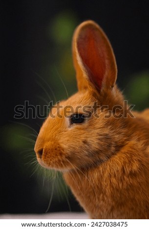 Cute bunny head portrait photo. The bunny is beautifully vivid orange colored and the background nature green.