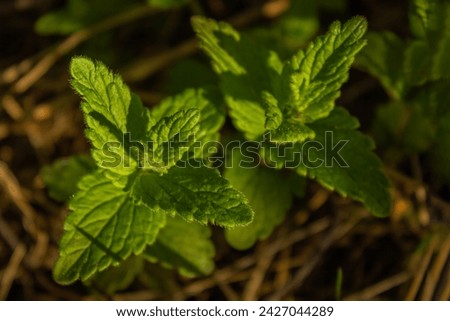 Fresh green leaves of Lemon balm(Melissa officinalis) plant in sunlight in a sunny summer day, beautiful outdoor monochrome background photographed with soft focus. Herb plant in the wild nature.