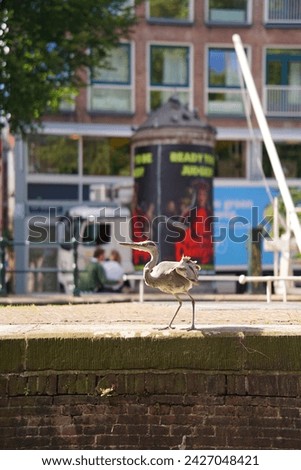 
A funny stork bird on the sunny streets of Amsterdam. The bird is just about to fly away in the picture.