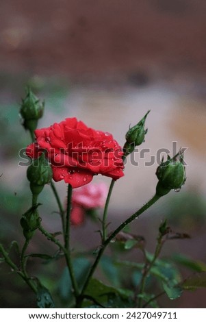 This is a photo of roses in the early morning when dew is still on the leaves               