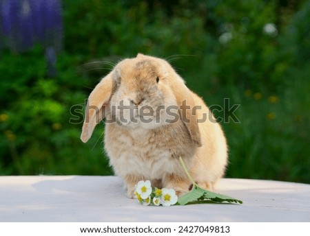 A cute lop eared bunny in the photo with a summer background. Beautiful yellow-brown coloured, a mixture breed pet bunny
