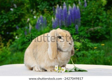 A cute lop eared bunny in the photo with a summer background. Beautiful yellow-brown coloured, a mixture breed pet bunny