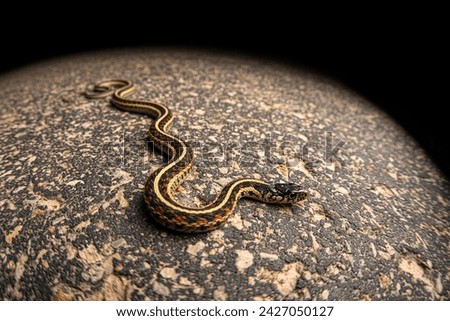 Garter snake (Thamnophis sirtalis) on road wide shot