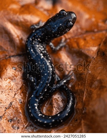 Mississippi slimy salamander (Plethodon mississippi) full body on leaves