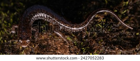 Apalachicola dusky salamander (Desmognathus apalachicolae) full body on moss