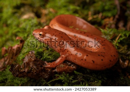 Blue ridge spring salamander (Gyrinophilus porphyriticus danielsi) full body on moss