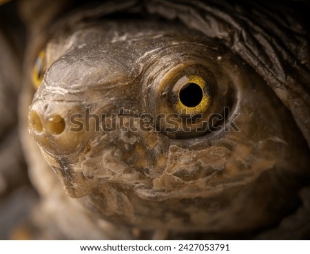 Yellow mud turtle (Kinosternon flavescens) close up face Royalty-Free Stock Photo #2427053791