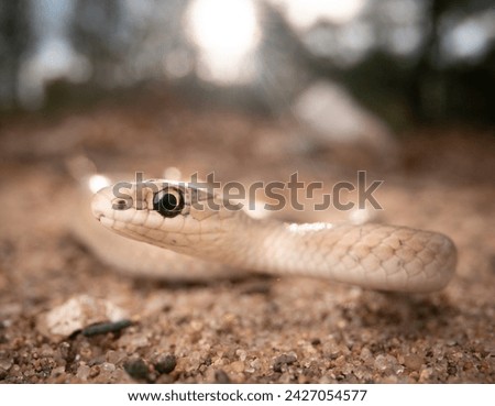 Smooth green snake (tan phase) (Opheodrys vernalis) on sand with sun in background Royalty-Free Stock Photo #2427054577