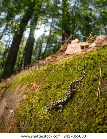 Wide angle of green salamander (Aneides aeneus) on mossy rock face in forest