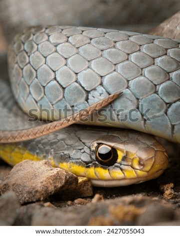 Yellow-bellied racer (Coluber constrictor) curled up with scales