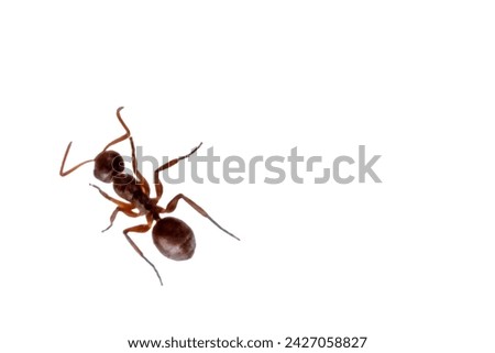 
fire ant solenopsis stinging gene