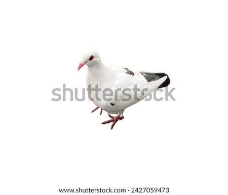 Beautiful cute white animal, bird, pigeon with white transparent background 