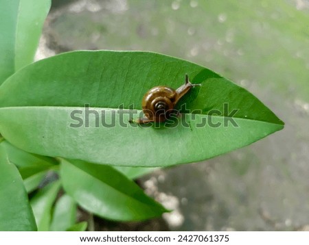 Oxychilus cellarius, common name cellar glass-snail, is a species of small, air-breathing land snail, a terrestrial pulmonate gastropod mollusk in the family Oxychilidae, the glass snails. Royalty-Free Stock Photo #2427061375