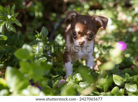 A Chihuahua puppy curiously navigates through flowering shrubs, a picture of innocence and discovery.
