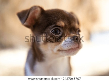 A profile view of a contemplative brown and white Chihuahua puppy, with soft focus background enhancing its thoughtful expression.
