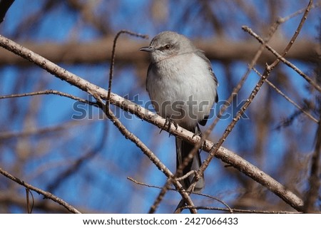 Northern Mockingbird perched on a limb in the morning sunlight with blue skies in the background at Shelter Cove Park.