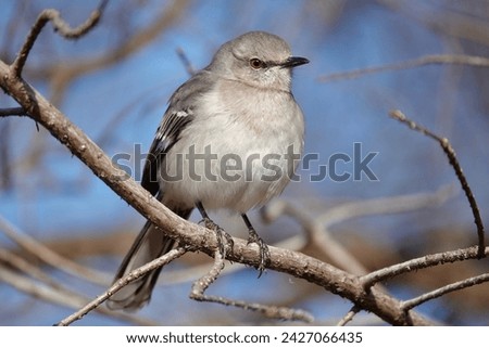 Northern Mockingbird perched on a limb in the morning sunlight with blue skies in the background at Shelter Cove Park.