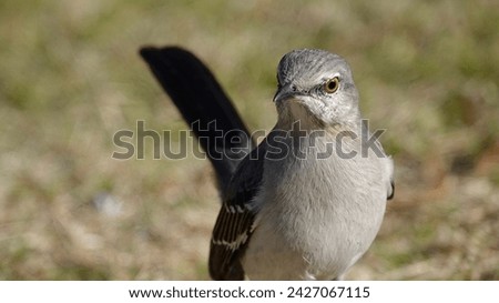                                Northern Mockingbird close up portrait in the morning sunlight at Shelter Cove on Hilton Head Island.
