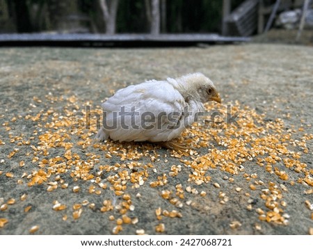 sick chick surrounded by corn food