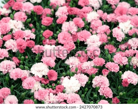 Carnation flower seedlings, Dianthus 'I love you' Royalty-Free Stock Photo #2427070873