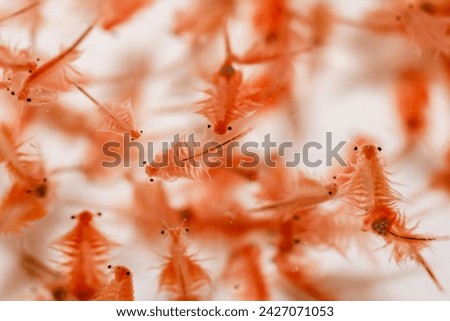 Brine shrimp, live foods for aquarium fish, fresh hatched brine shrimp (Artemia salina) Royalty-Free Stock Photo #2427071053